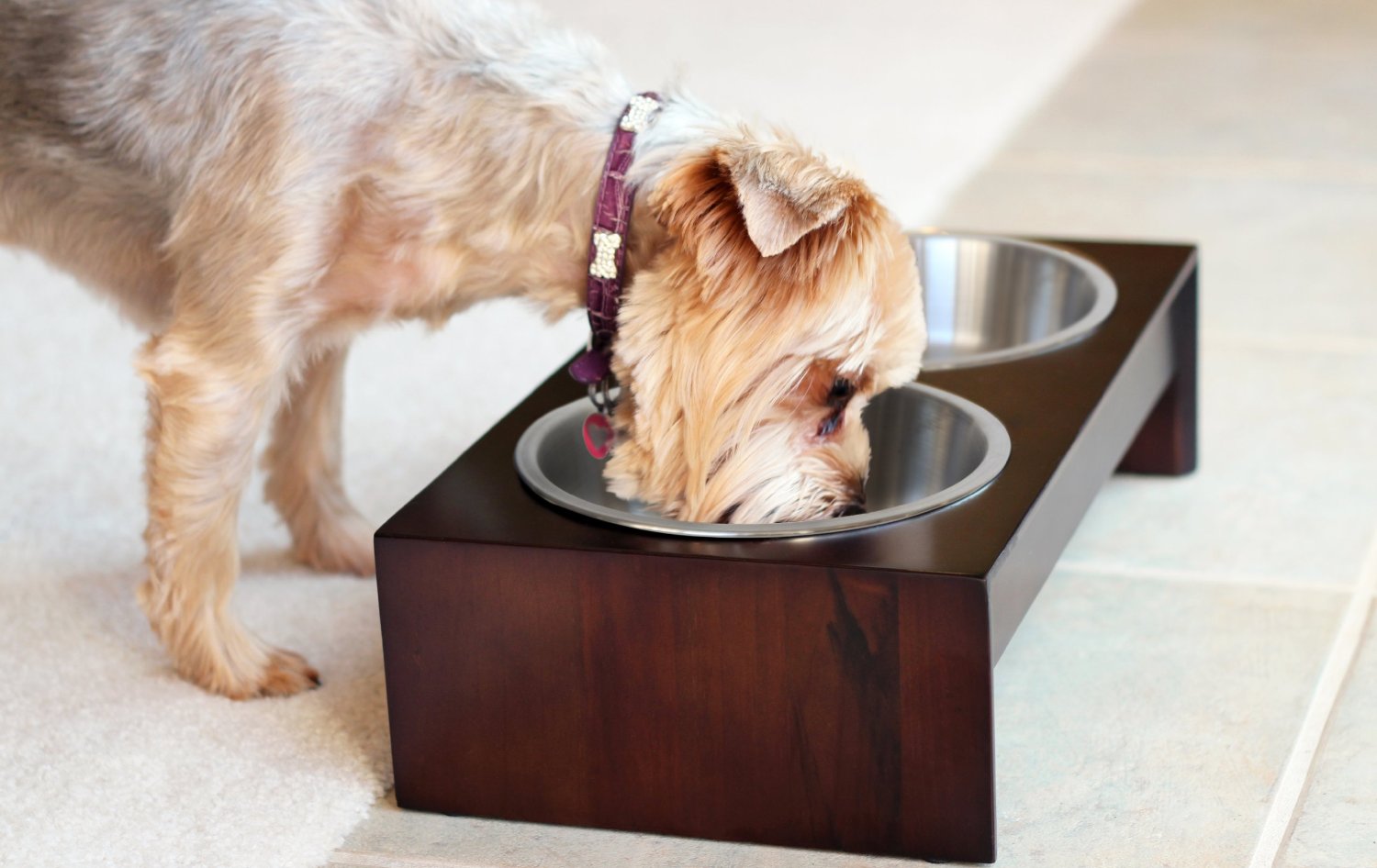 The Best Raised / Elevated Pet Bowls